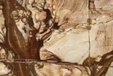 Polished Biggs Jasper Slab - Oregon #193155-1
